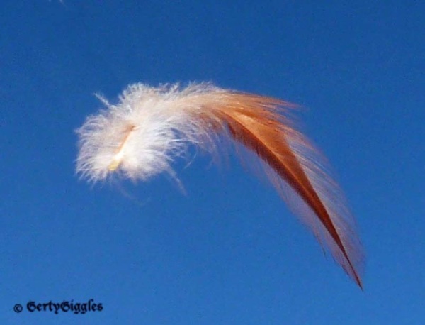 FEATHER FLOATING